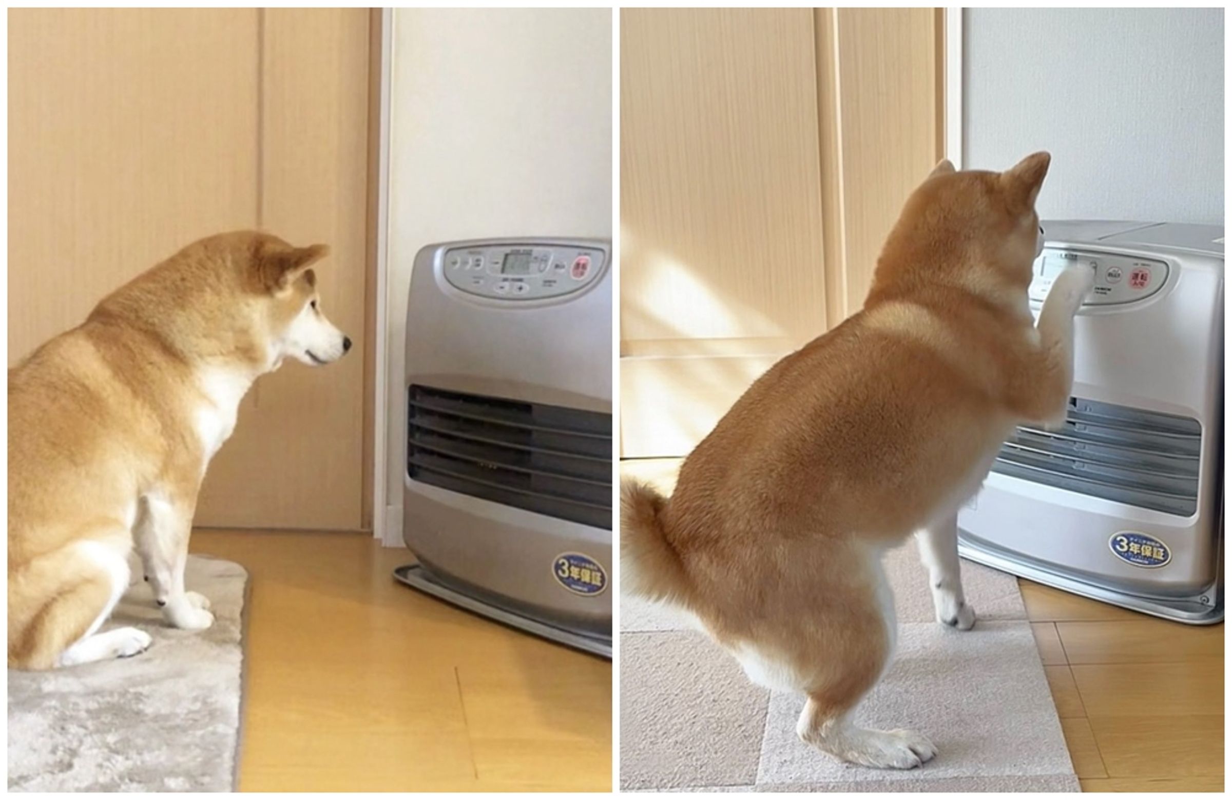 日本一隻柴犬因為天氣太冷想開暖氣,嘗試自己出手。(翻攝自X@momonosekaiii)