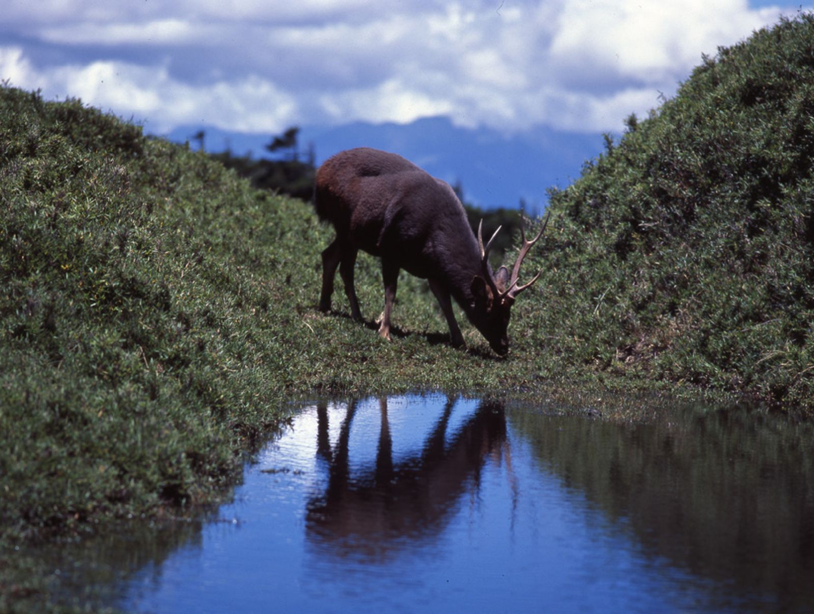 奇萊稜線山屋附近一隻水鹿遭獵殺取走鹿茸，太管處已報警調查。（太管處提供）