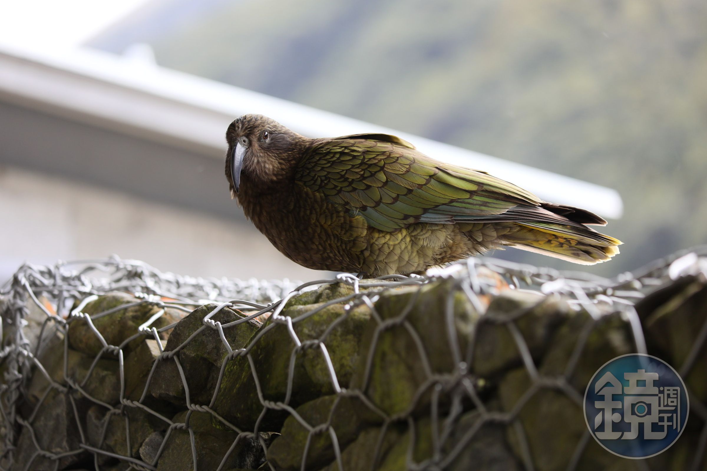 啄羊鸚鵡(Kea)是紐西蘭原生種鸚鵡也是世上唯一真正生長於高山雪地中的鸚鵡。
