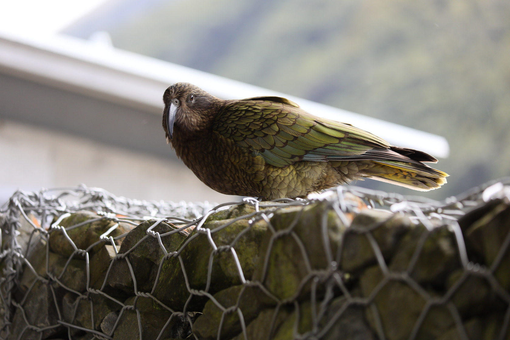 啄羊鸚鵡（Kea）是紐西蘭原生種鸚鵡也是世上唯一真正生長於高山雪地中的鸚鵡。