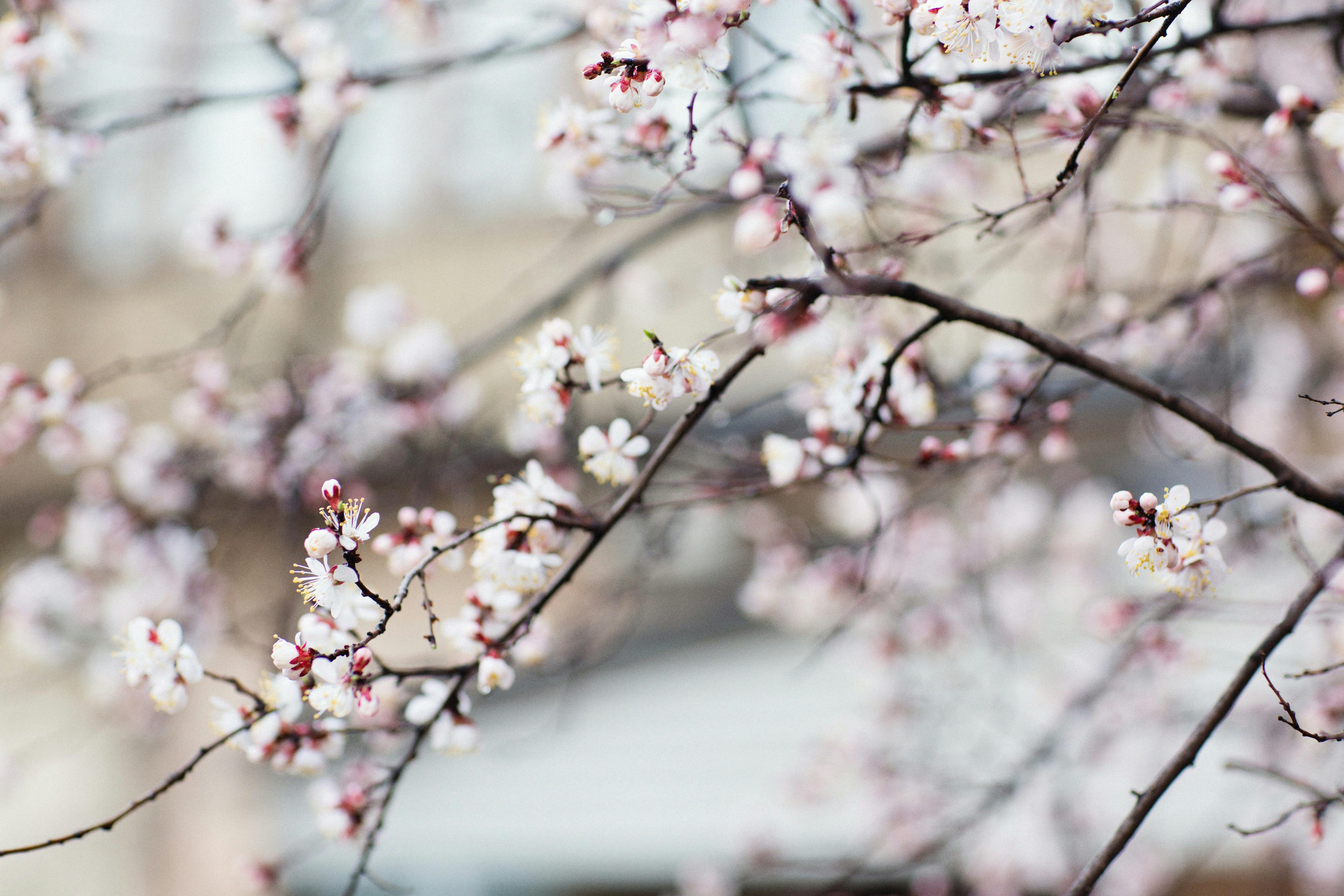 這週三2月4日就是24節氣中的立春，象徵寒冬結束、萬物復甦。（翻攝自pexels）