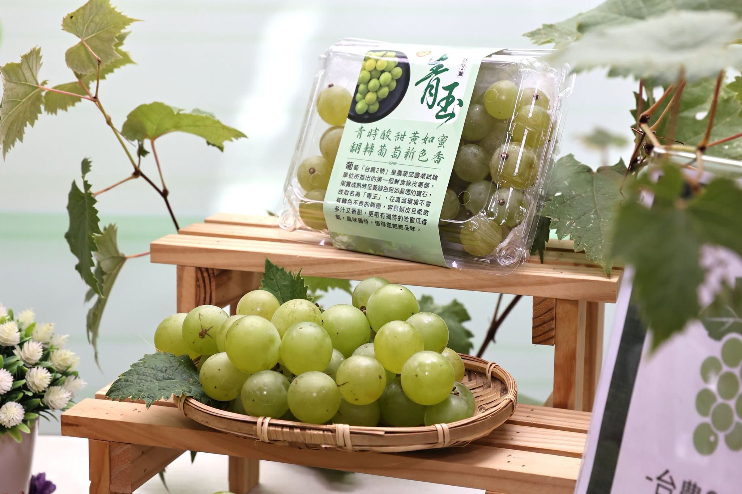 青玉葡萄入口先是釋放出濃郁的哈密瓜清甜香氣,尾韻更交織著桂花與荔枝的清香。(農試所提供)