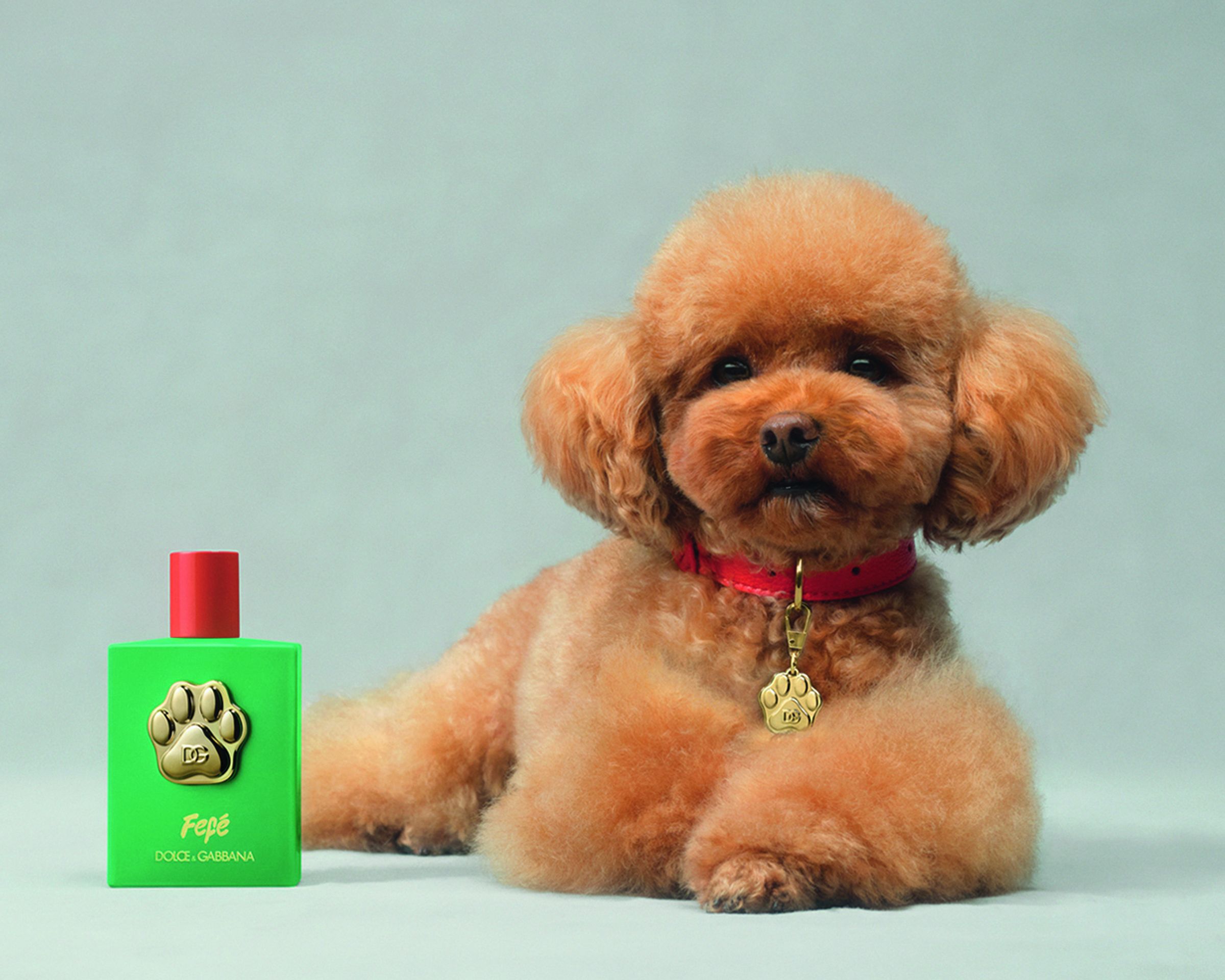 DOLCE&GABBANA因愛犬FEFÉ而有了靈感推出品牌第一支狗狗香水。（LUXASIA盧亞提供）