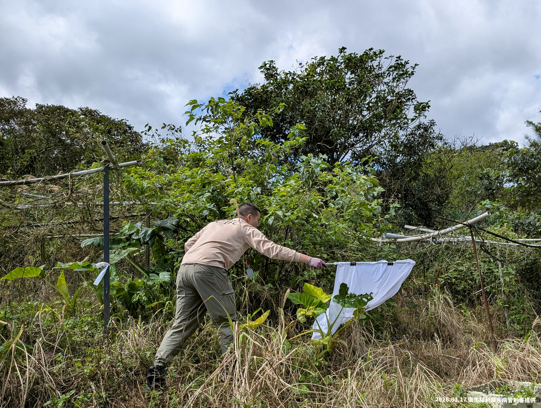 疾管署今日公布1例發熱伴血小板減少綜合症病例。（疾管署提供）