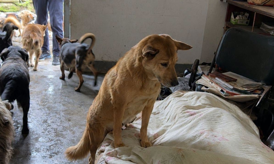 新北市坪林區日前發生一起獨居飼主猝逝憾事,屋內遺留多達13隻無人照顧的犬隻。令人鼻酸的是,飼主往生多日,遺體並未遭到挨餓的犬隻啃咬破壞,其中一隻忠犬更全程死守在飼主遺體旁警戒護主。(翻攝自臉書/新北市政府動物保護防疫處)