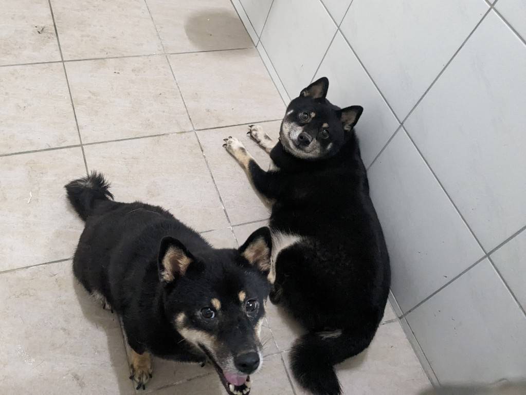 新竹縣查獲非法繁殖柴犬、博美等品種犬，動保所依法扣留39犬隻。（新竹縣動保所提供）