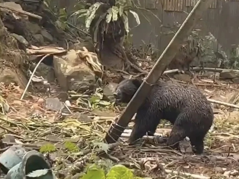 阿里山鄒族部落遭黑熊多次闖入，經獵人設安全套索，今日終於捕獲，將交由林業署嘉義分署送回深山野放。（翻攝畫面）