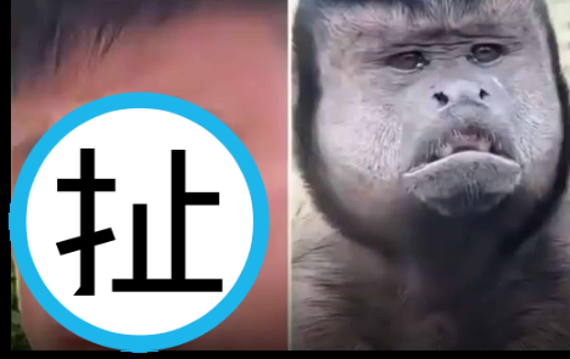 一名男子撞臉動物園醜萌猴!網友直呼越看越像。(翻攝自微博)