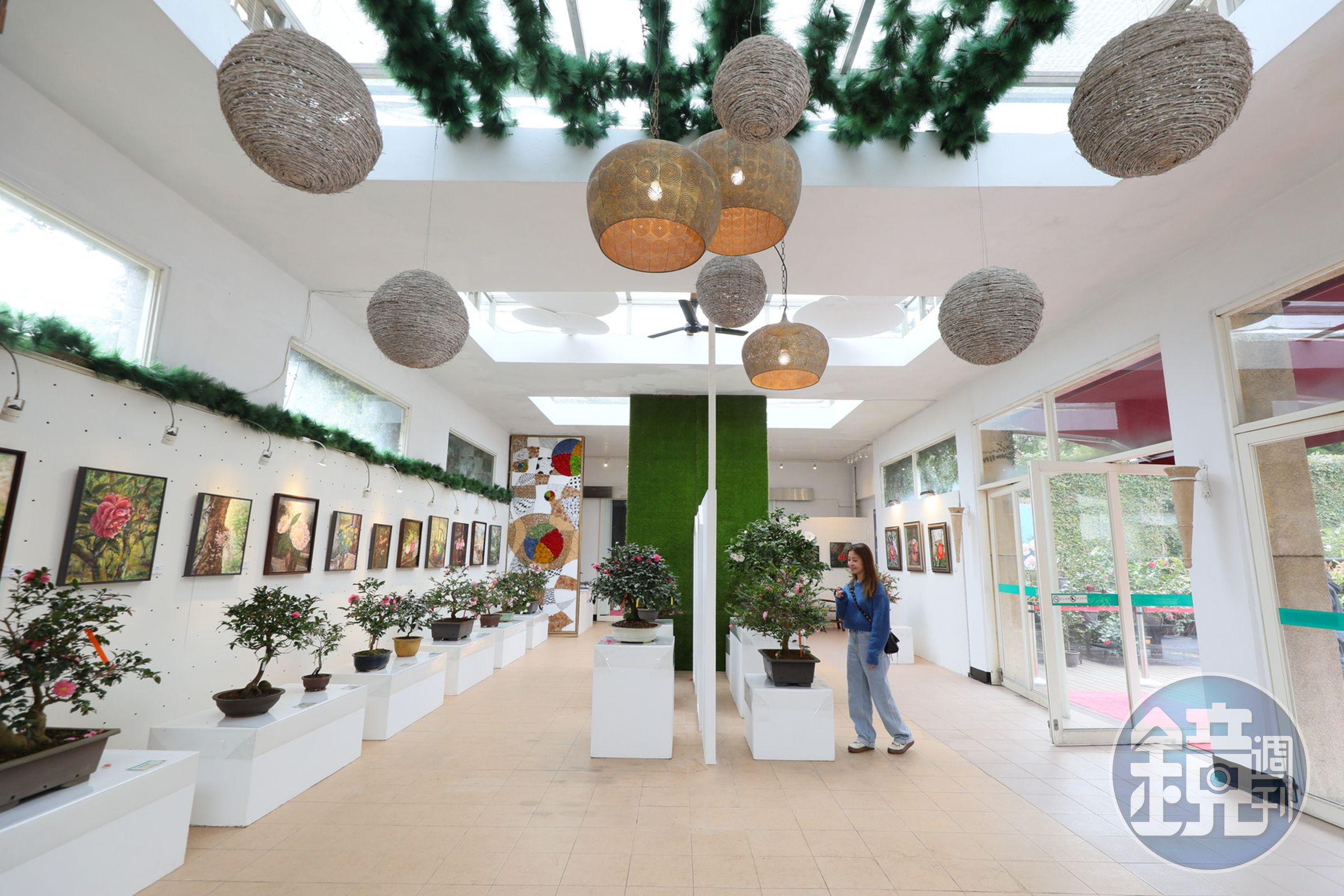 「陽明山花卉試驗中心」每年皆會借盆展出不同品種的茶花,供民眾欣賞。