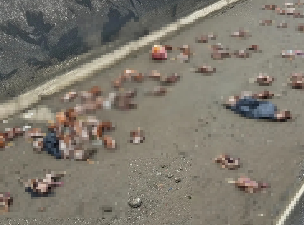 苗栗縣政府今宣布,後龍鎮外埔大排水溝於26日發現遭棄置雞屍235隻,確診為H5N1亞型高病原性禽流感。(翻攝畫面)