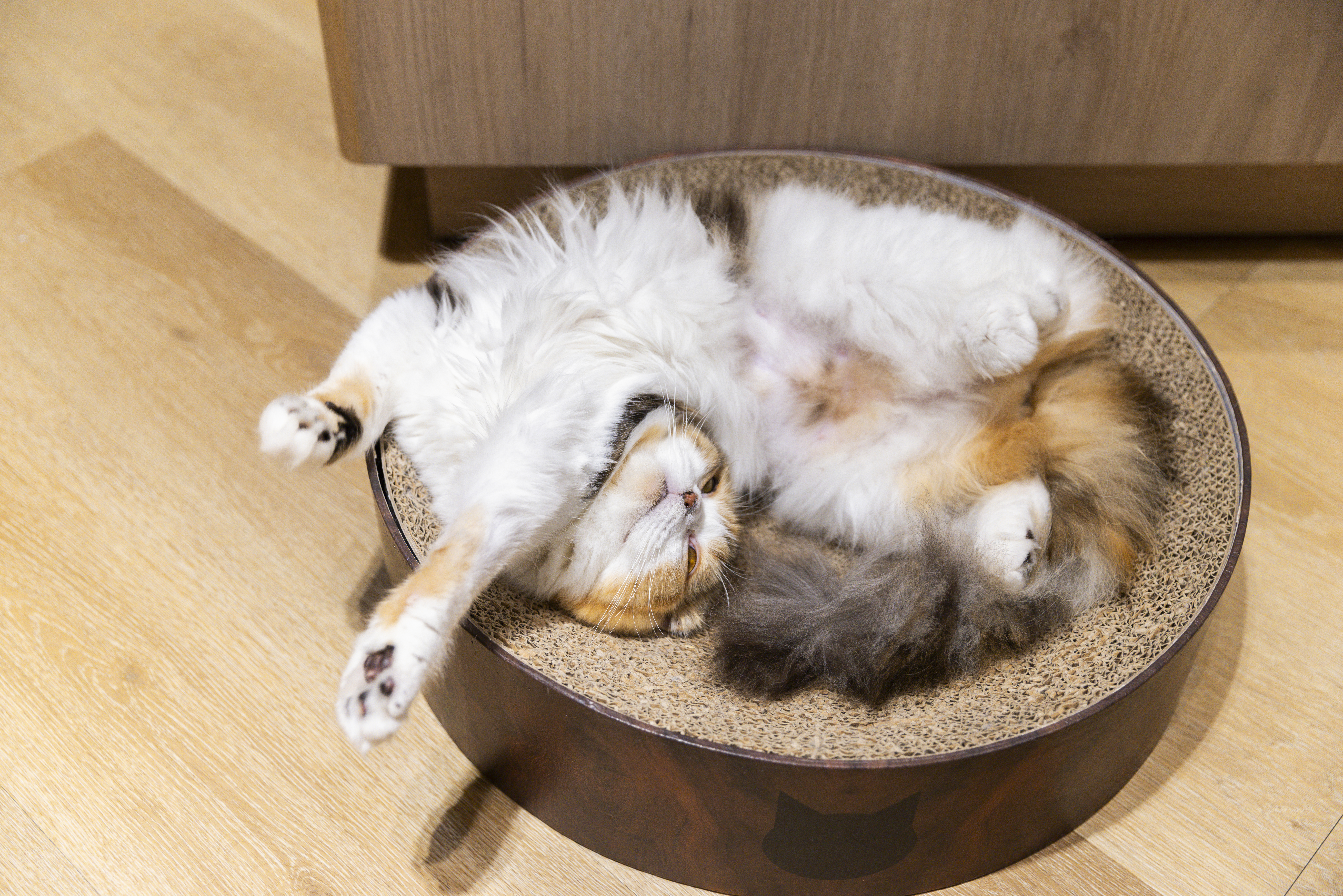 「Cat Café MOCHA」裡的貓十分乖巧。