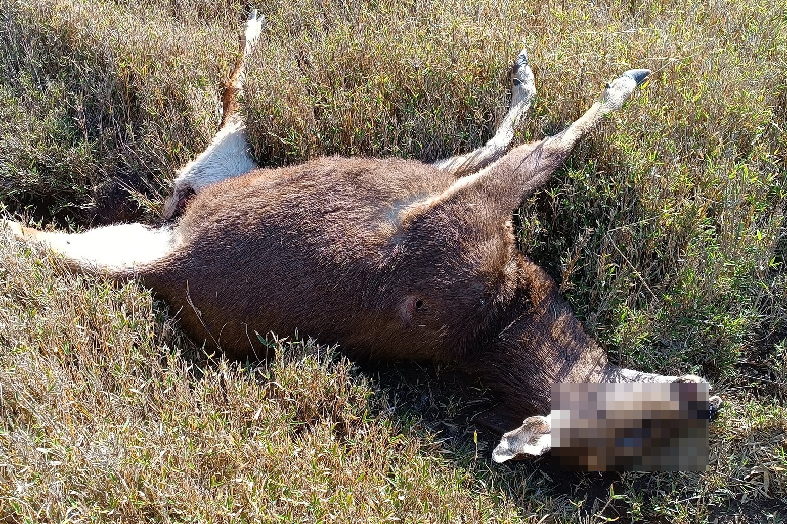 奇萊稜線山屋附近一隻水鹿遭獵殺取走鹿茸，太管處已報警調查。（翻攝自臉書社團「靠北登山大小事」）