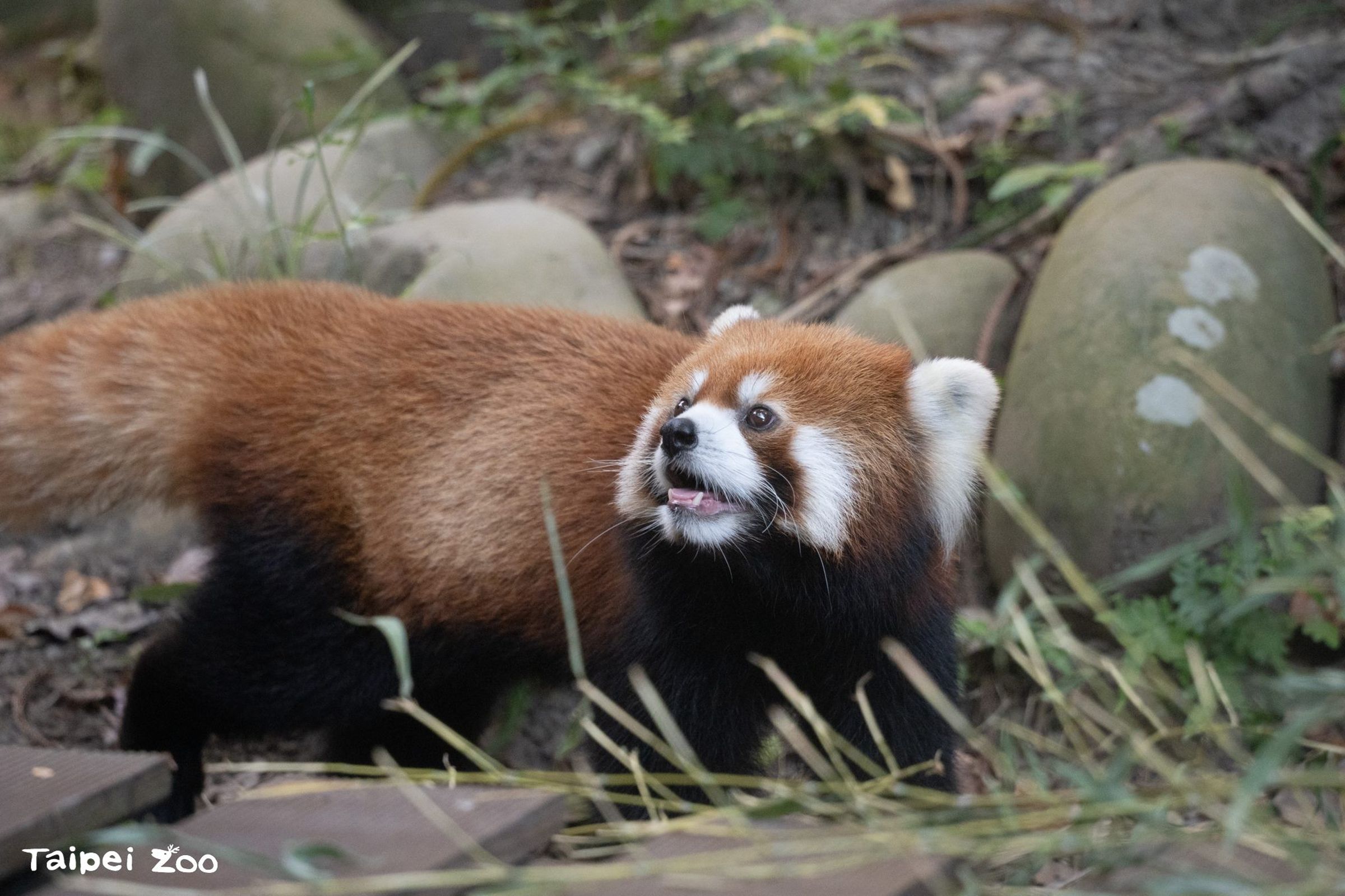 9月14日這天動物園也配合「國際小貓熊日」推出小貓熊教育駐站。(台北市立動物園提供)