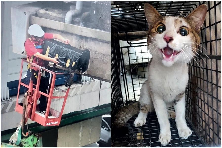 人員在高空中架設誘捕籠，所幸多日未進食的虎斑貓順利入籠。（新北動保處提供）