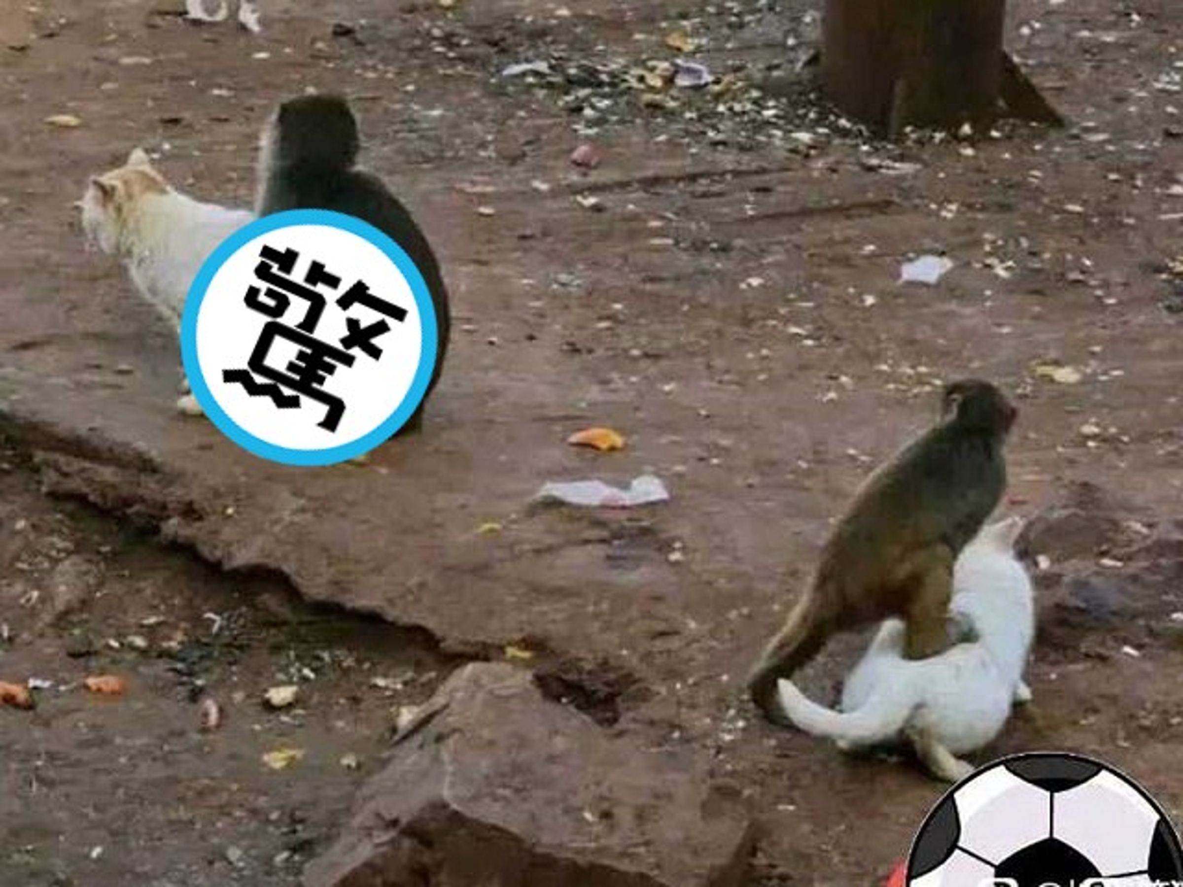 貓咪跟猴子混養慘遭性侵凌辱，遊客看到已崩潰！昆明動物園被罵爆。（翻自微博）