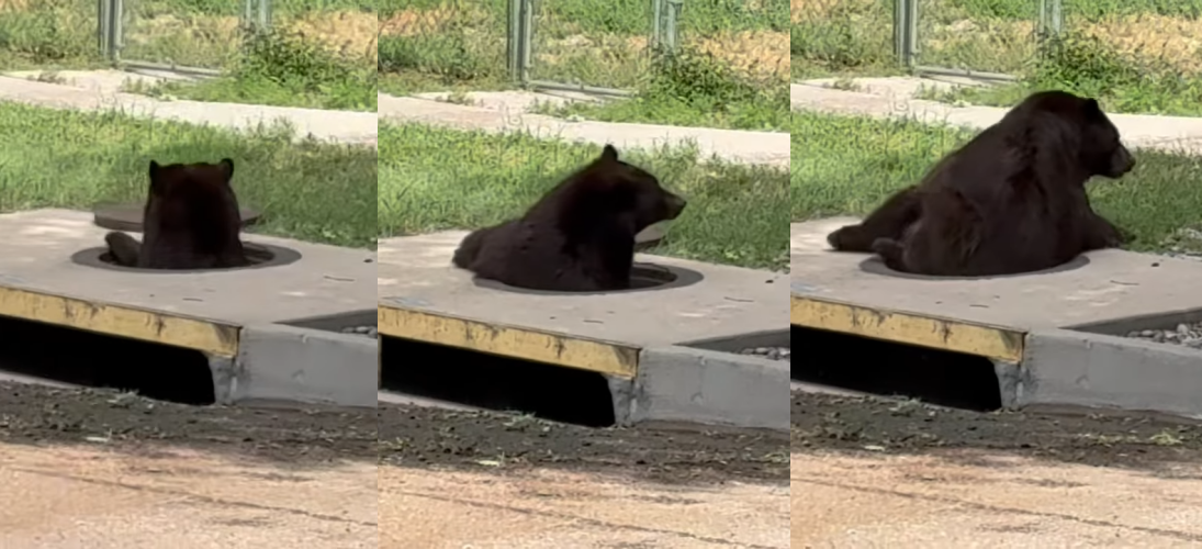 電影都沒這真實！母熊從下水道探出頭，畫面令人驚奇。（翻攝自YT @Cowboy State Daily）