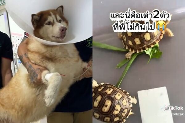 這不是第一次！Mo曾吞佛牌、咬爛沙發，這次又出事了。（翻攝自TikTok）