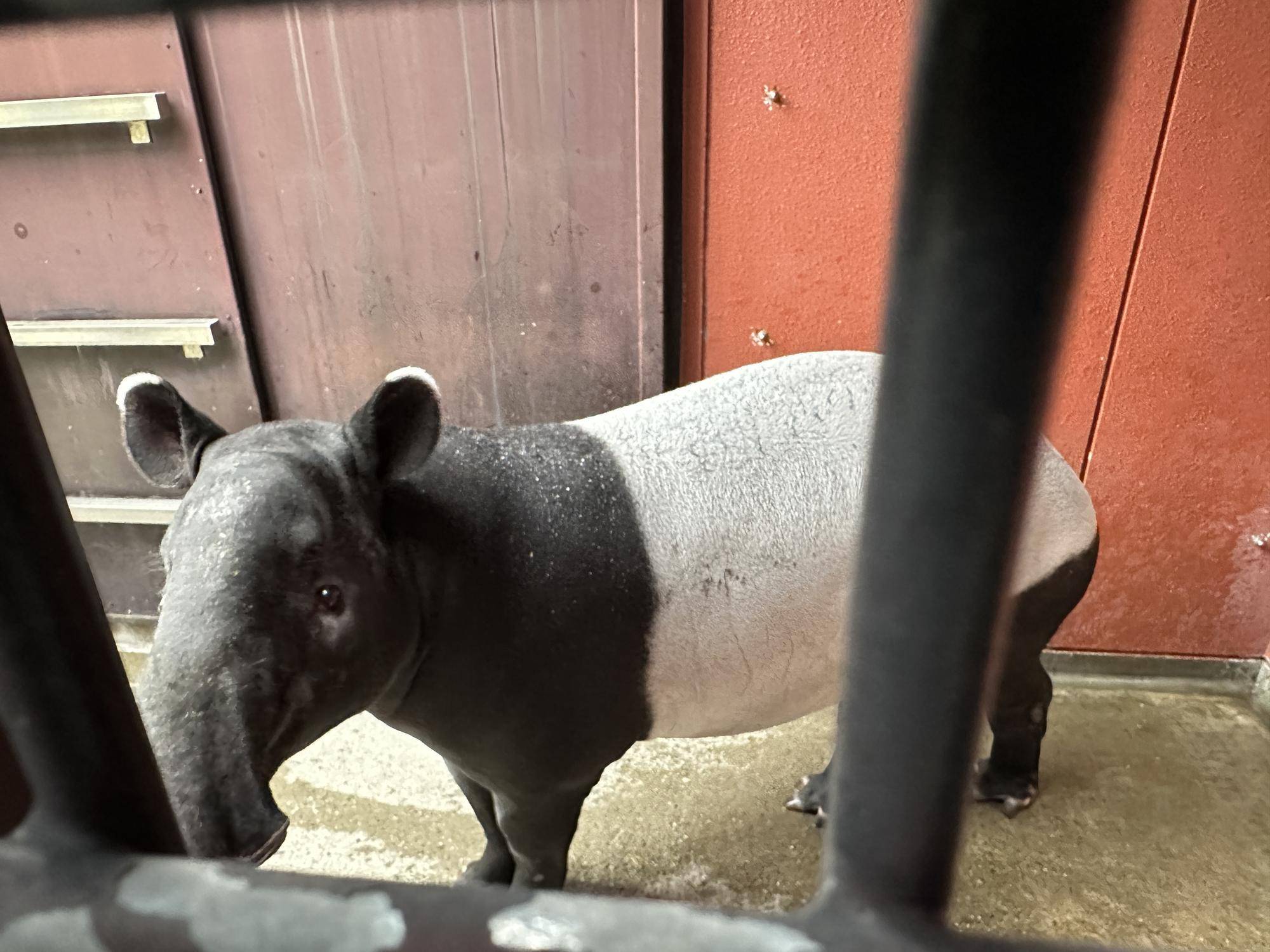 「Hideo英雄」幾天前在日本看起來還活力滿滿。（翻攝自橫濱動物園官網）
