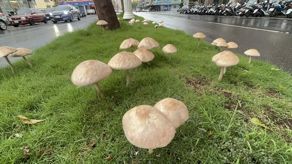 高雄市分隔島出現「有毒」菇菇群，今凌晨已遭警方摘除。（翻攝臉書「高雄美食地圖」）