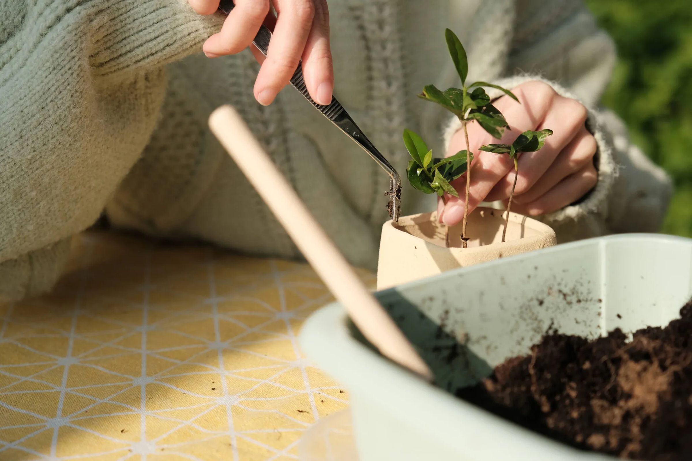 新埔走走:咖啡小樹苗盆栽DIY。(新竹縣政府提供)