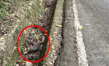 民眾通報後保育人員趕抵現場，但母山羌已死亡多時，事件引發野外餵食議題討論。（苗栗縣政府提供）