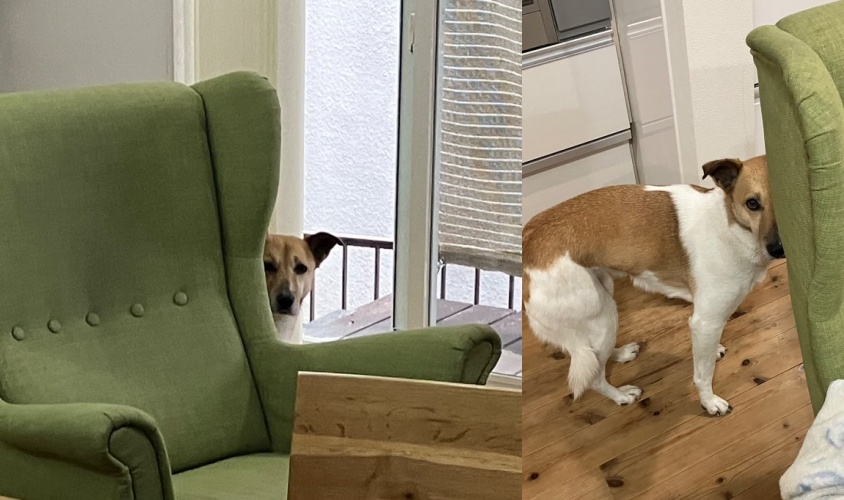 初次犯案的蠢萌狗狗偷窺失敗！整隻身軀都暴露在外，讓飼主笑翻。後來技能進步了，知道身體也要藏好。（翻攝自X @保護犬ルビー）