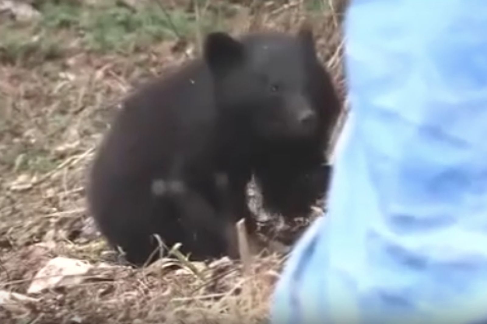 冬眠結束了?日本各地今熊出沒頻傳 福島開春熊目擊數衝破78件