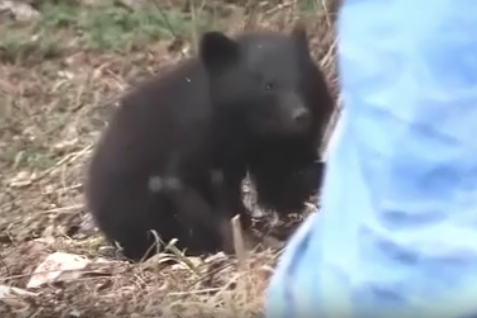 福島縣會津美里町旭寺發現一頭50公分小熊。（翻攝自福島電視台）