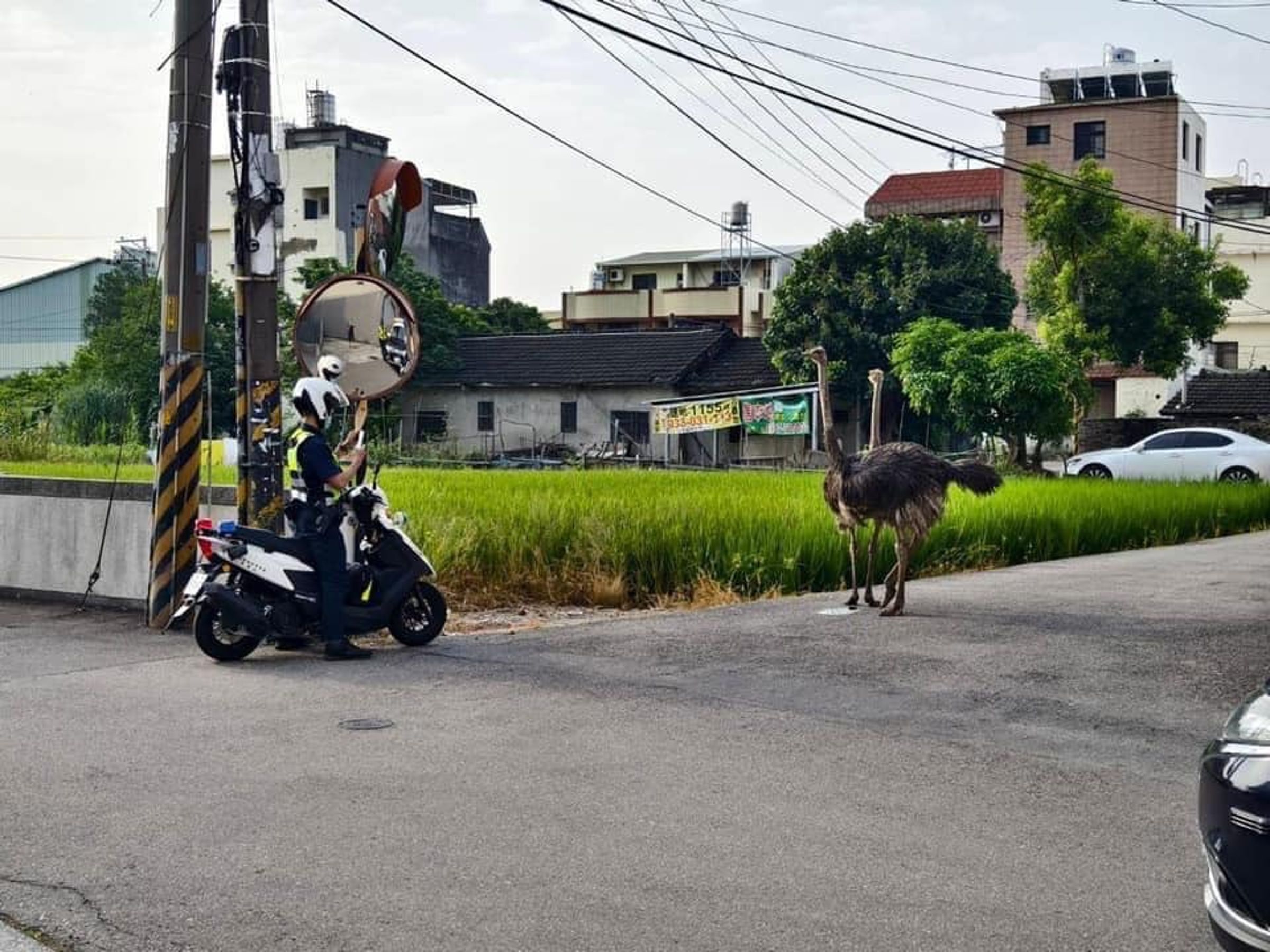 在台灣的馬路上竟然會有鴕鳥出沒?還驚動警方「追捕」。(翻攝自「烏日在地情」臉書社團)