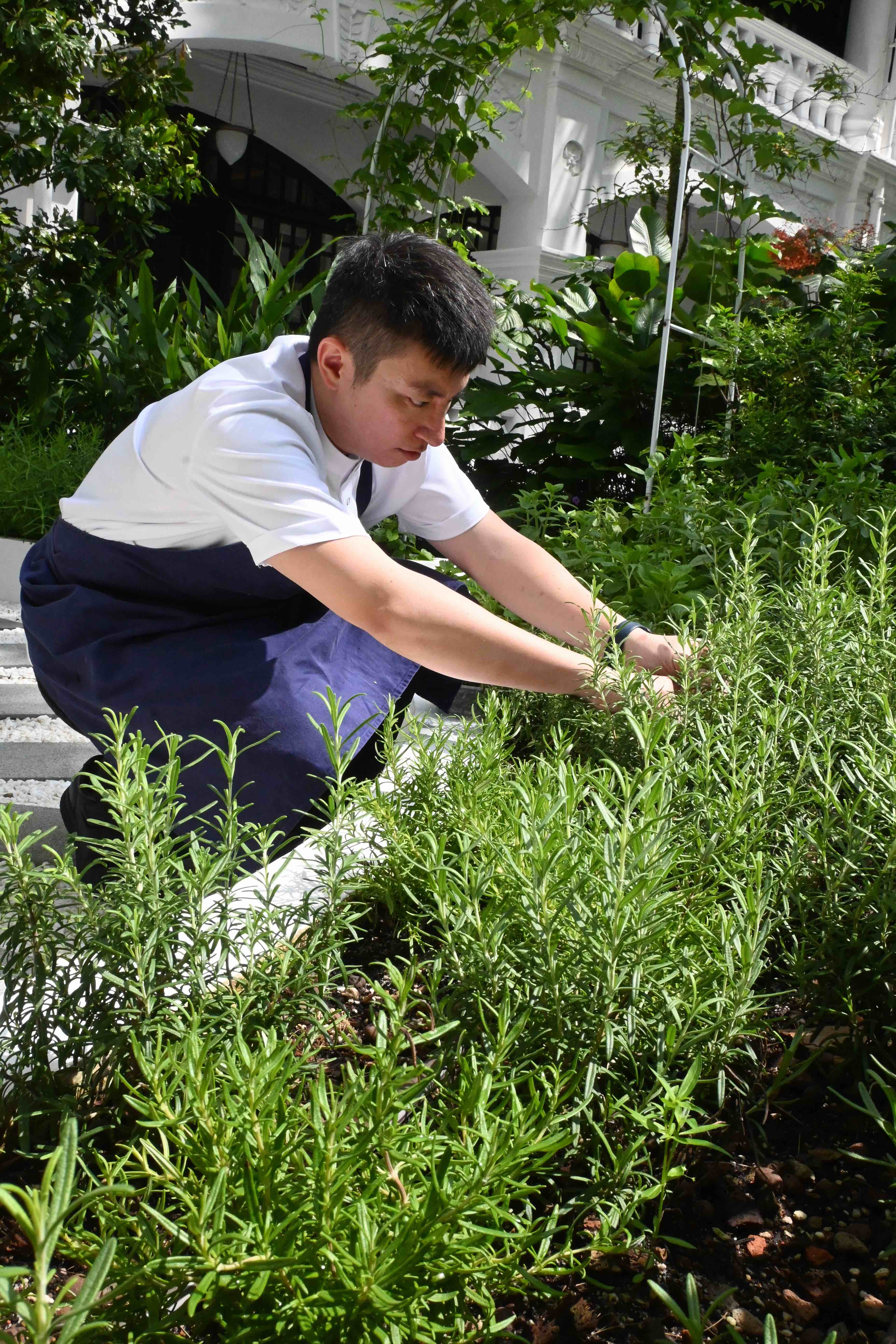 餐廳擁有自己的香草花園,部分香草會於當日新鮮採摘直接入菜。