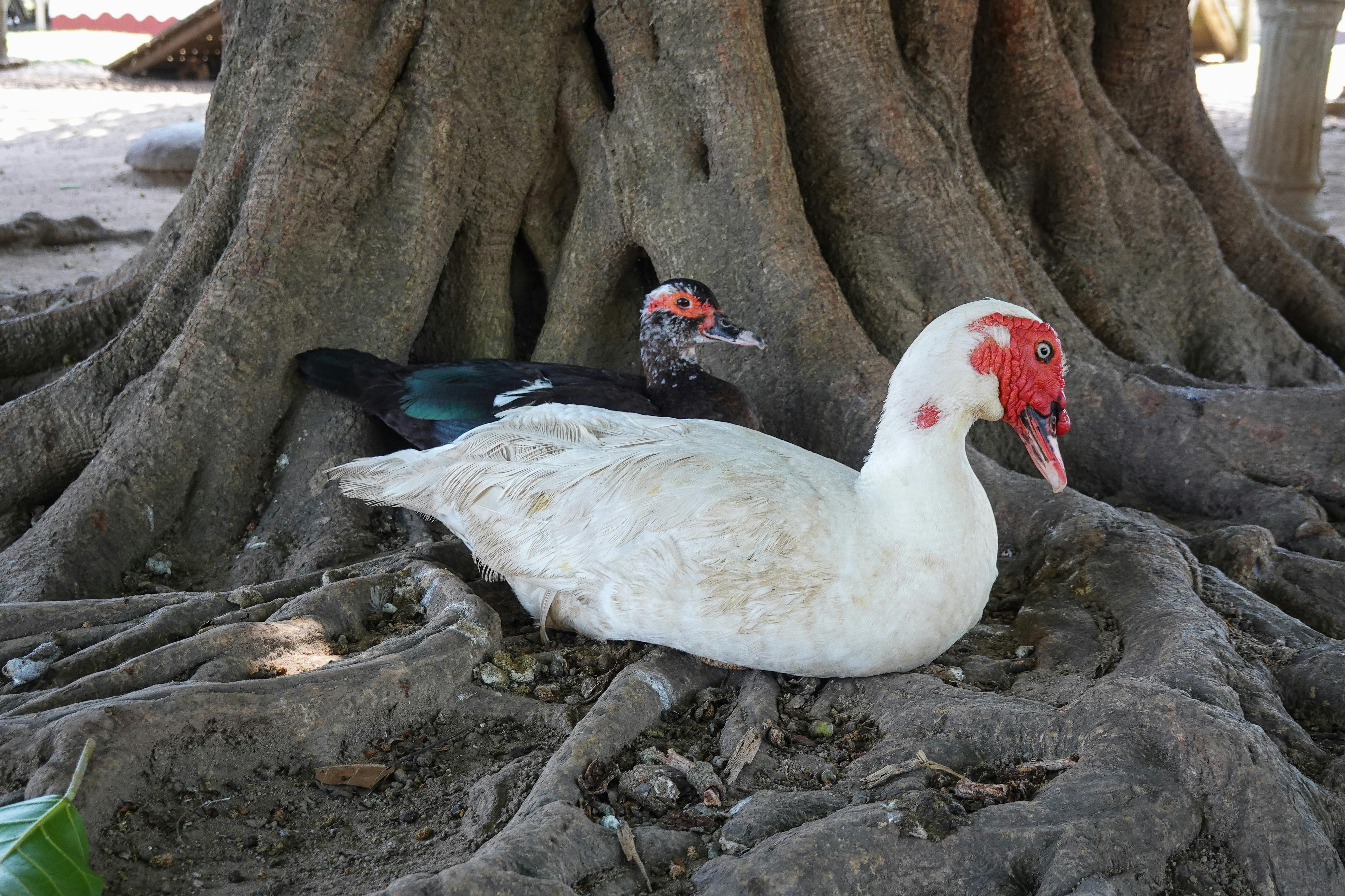 紅面鴨逆闖下班車潮，讓台南街頭上演一場真實版「鴨鴨危機」。警民追鴨戰況激烈，紅面鴨靈巧閃躲讓人哭笑不得。（示意圖，非當事鴨；pexels）