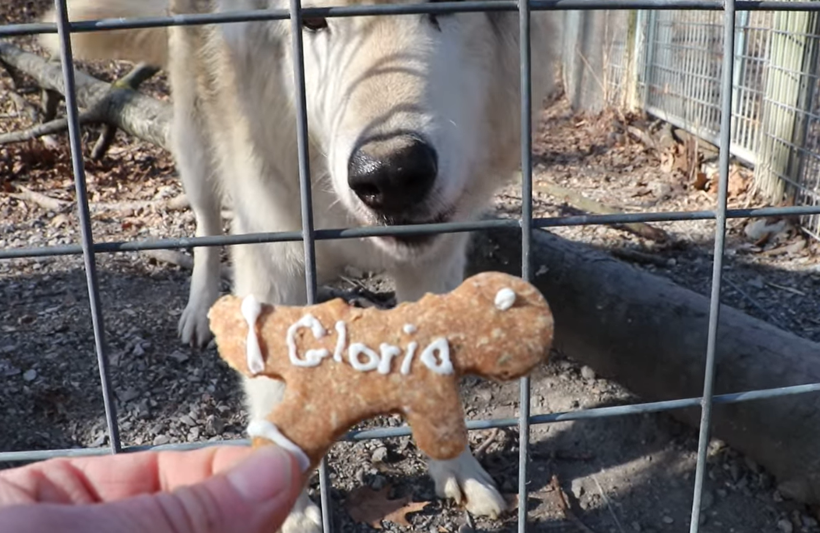 把前任的名字寫在「小人餅乾」上,斷手斷腳後,再餵給狼狼吃。(翻自「T&D's Cats of the World」臉書)