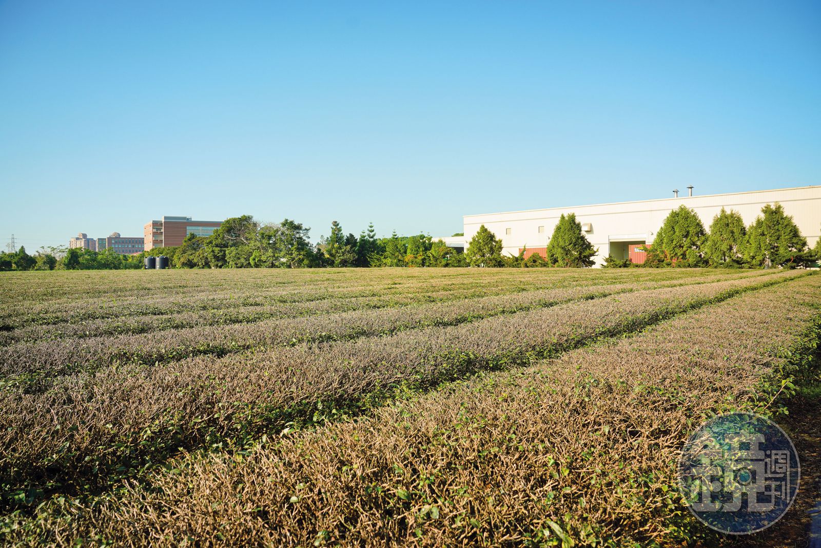 桔揚在台產茶，海外生產基地也延伸到日本靜岡、中國和越南等21個地點。