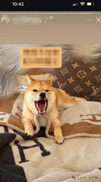 更引人矚目的是,她的柴犬「旺仔」(Wangzai)生活同樣奢侈。(翻攝自中國報)