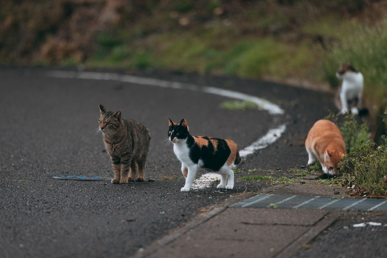 台南一名男子被流浪貓反咬一口，於是拿鎖頭報復，將貓重擊致死。（示意圖，pakutaso）