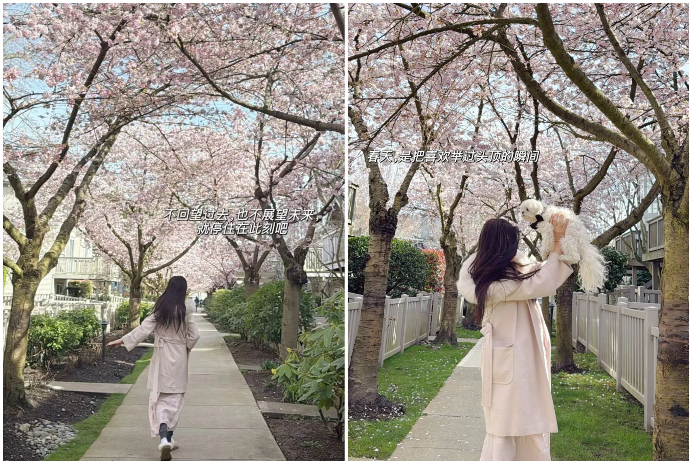 王祖賢在櫻花樹下奔跑,還把愛犬高高舉起。(翻攝小紅書)