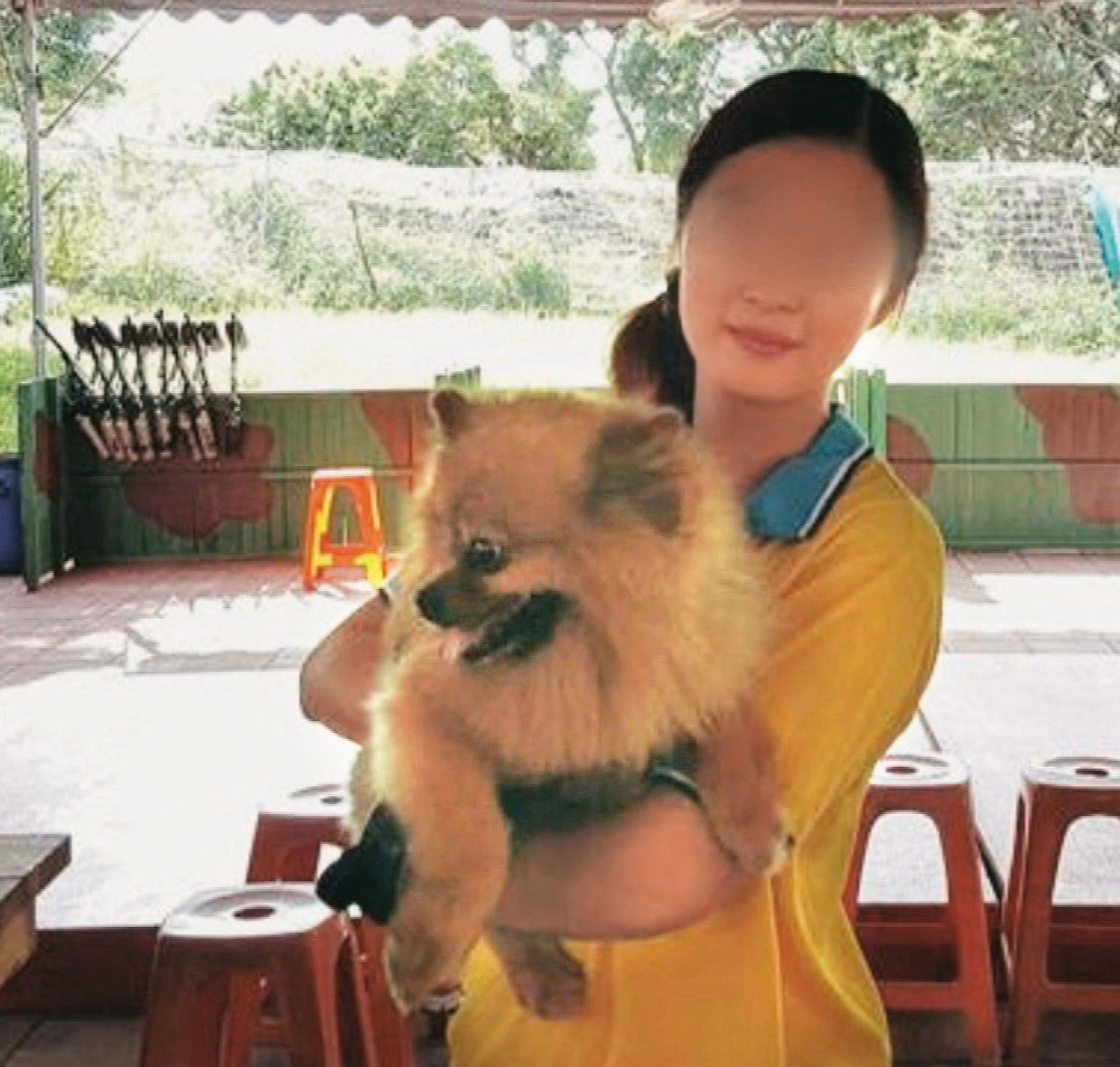 吳典鴻犯案後，將死者的博美狗（圖）遺棄，被民眾發現後，讓獸醫掃晶片，命案才曝光。（翻攝畫面）