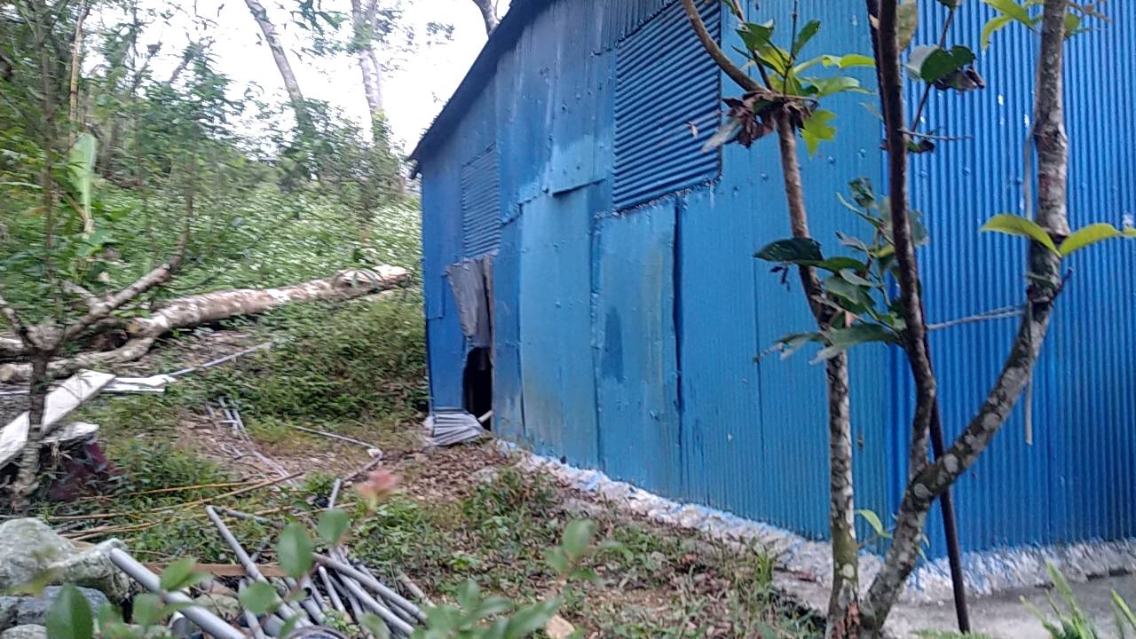 一隻黑熊闖入花蓮卓溪鄉工寮，倒臥抽搐死亡。（林業及自然保育署花蓮分署提供）