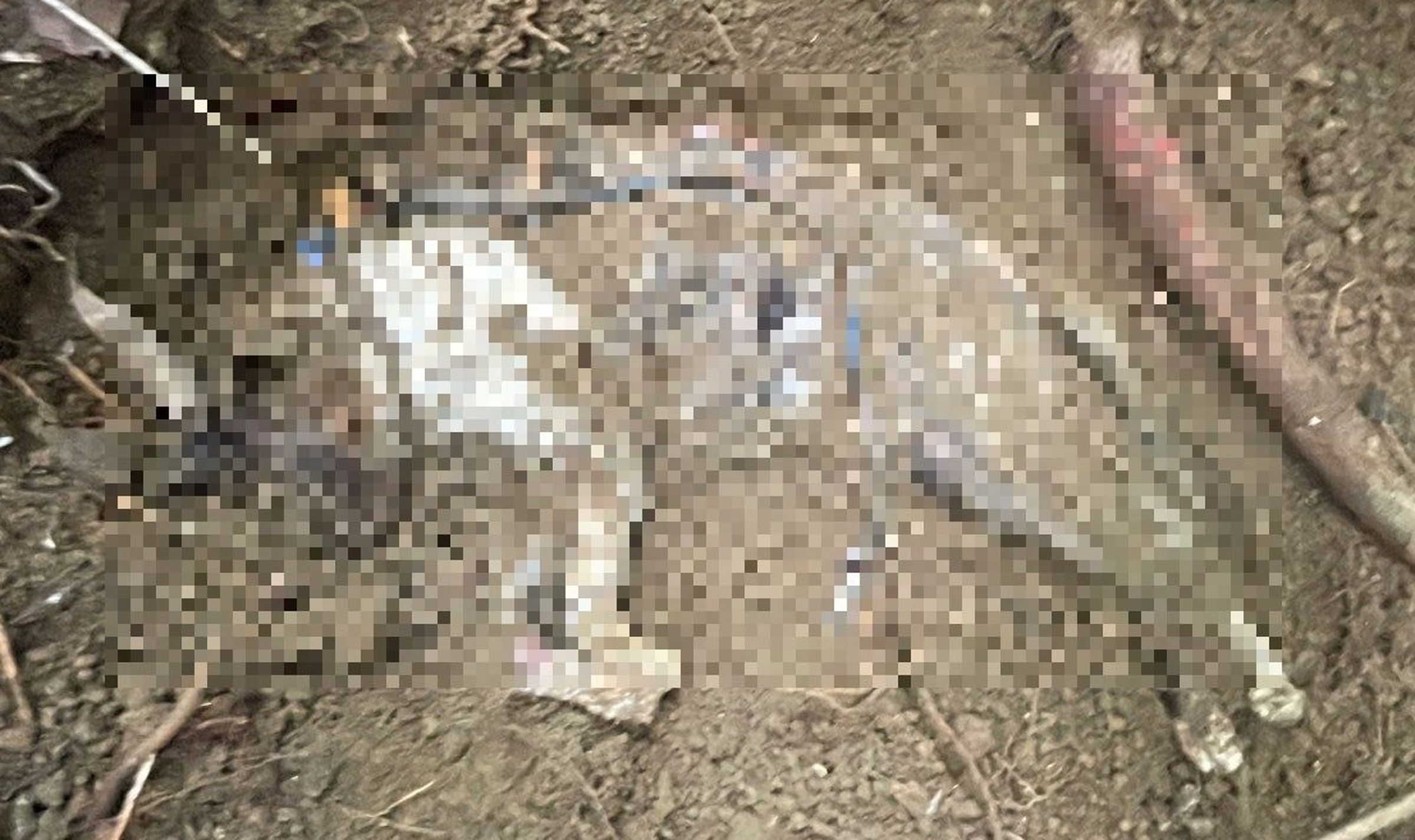 台北市信義區發生虐貓事件,動保處派人前往蒐證,尋獲5具貓屍。(北市動保處提供)