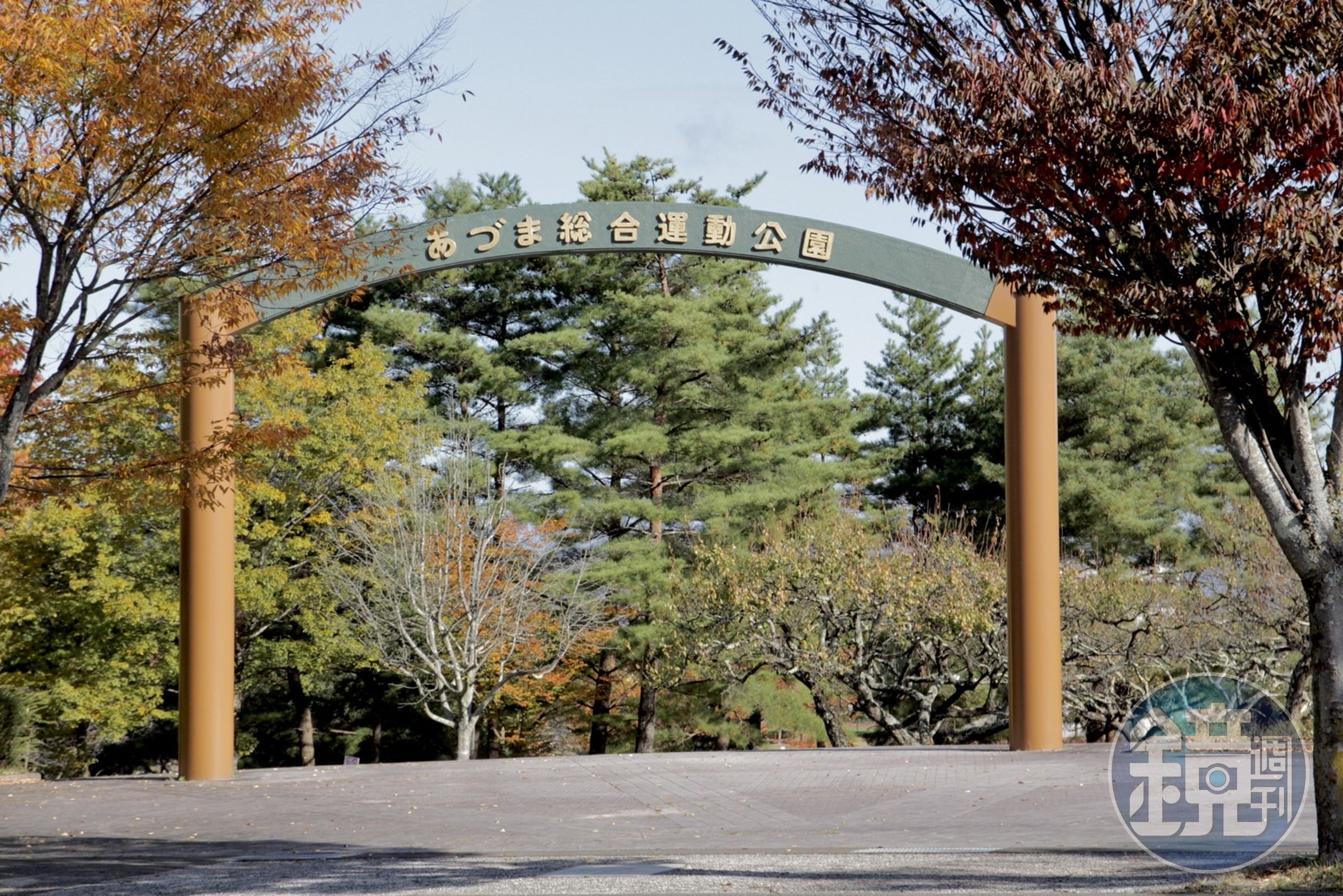 吾妻綜合運動公園是福島市內相當知名銀杏景點,但其實佔地廣闊的公園不管哪個季節都有當季專屬的植物花卉綻放。