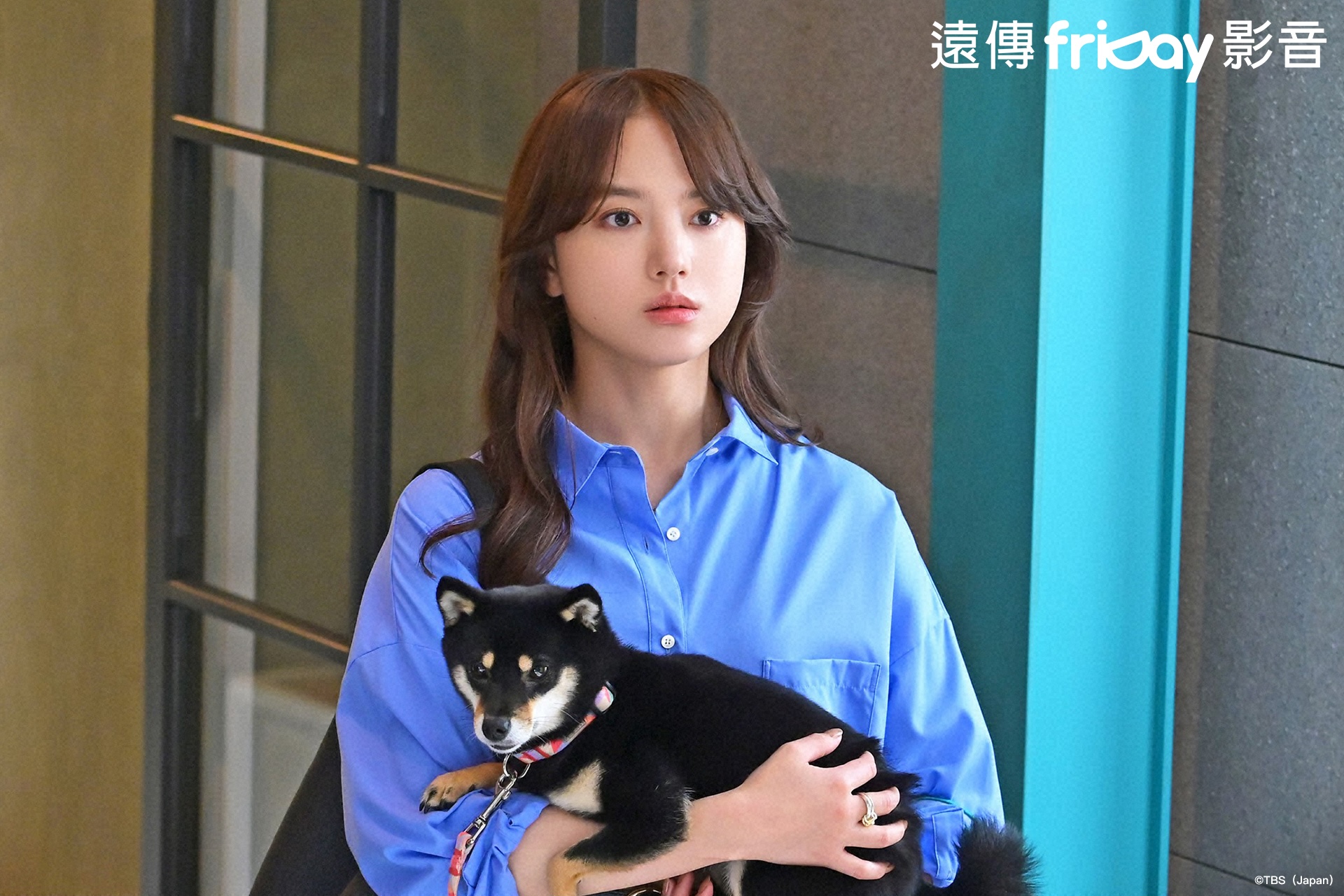 日劇《初戀DOGs》以人與愛犬的羈絆為主題。（friDay影音提供）