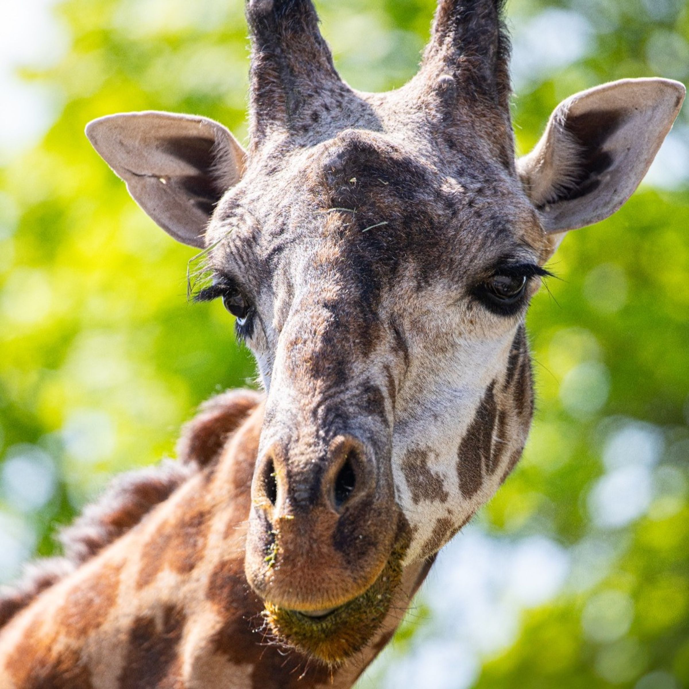 Kiko是多倫多動物園的明星動物。(翻攝The Toronto Zoo臉書)