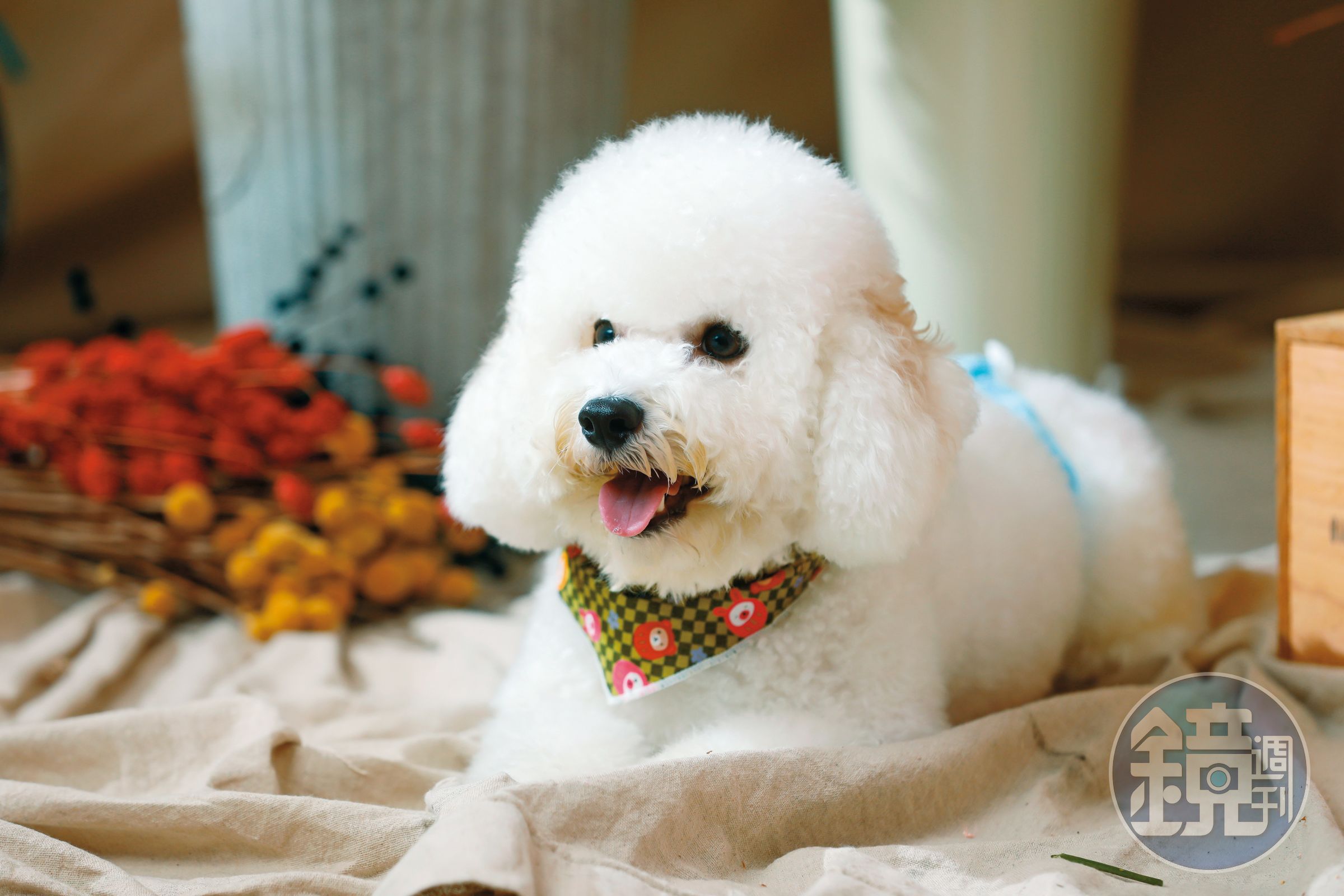 比熊犬MULU才1歲多，最愛跟在笑笑身邊，不過對於抱抱很敏感。