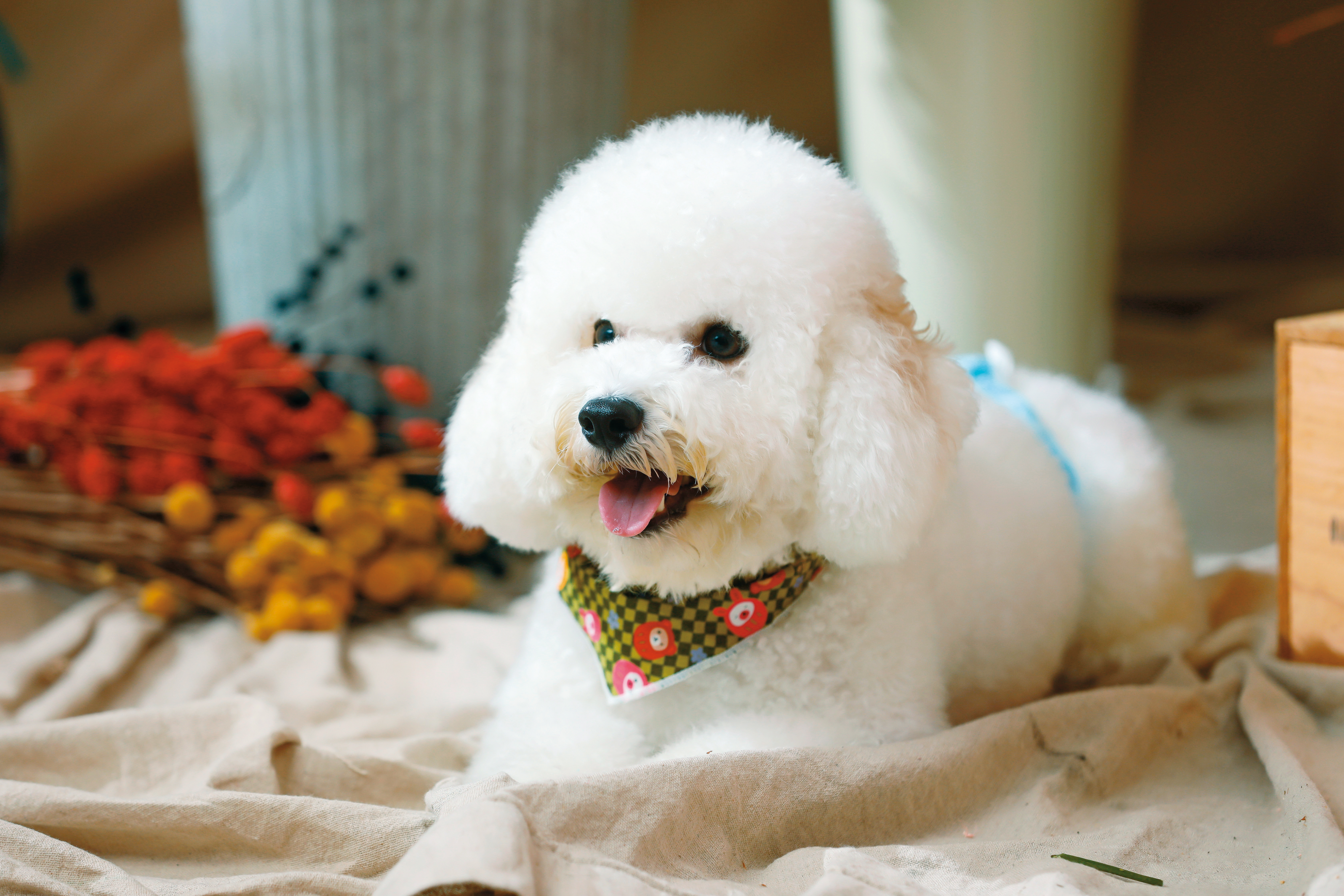 比熊犬MULU才1歲多，最愛跟在笑笑身邊，不過對於抱抱很敏感。
