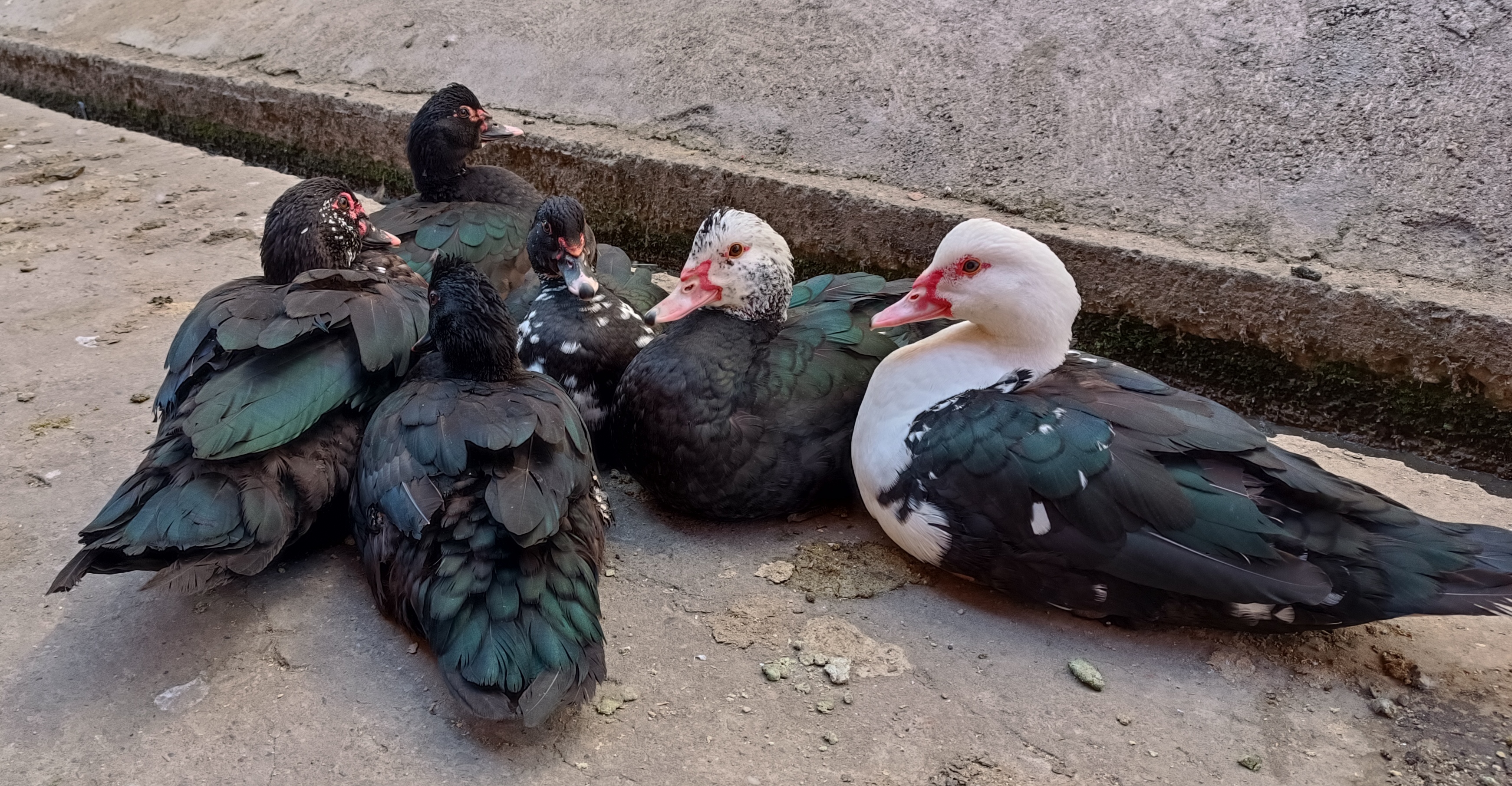 高雄一名男子用單車輾死寵物鴨，遭到法院判拘役20天併科罰金20萬元。（示意圖，取自維基百科）