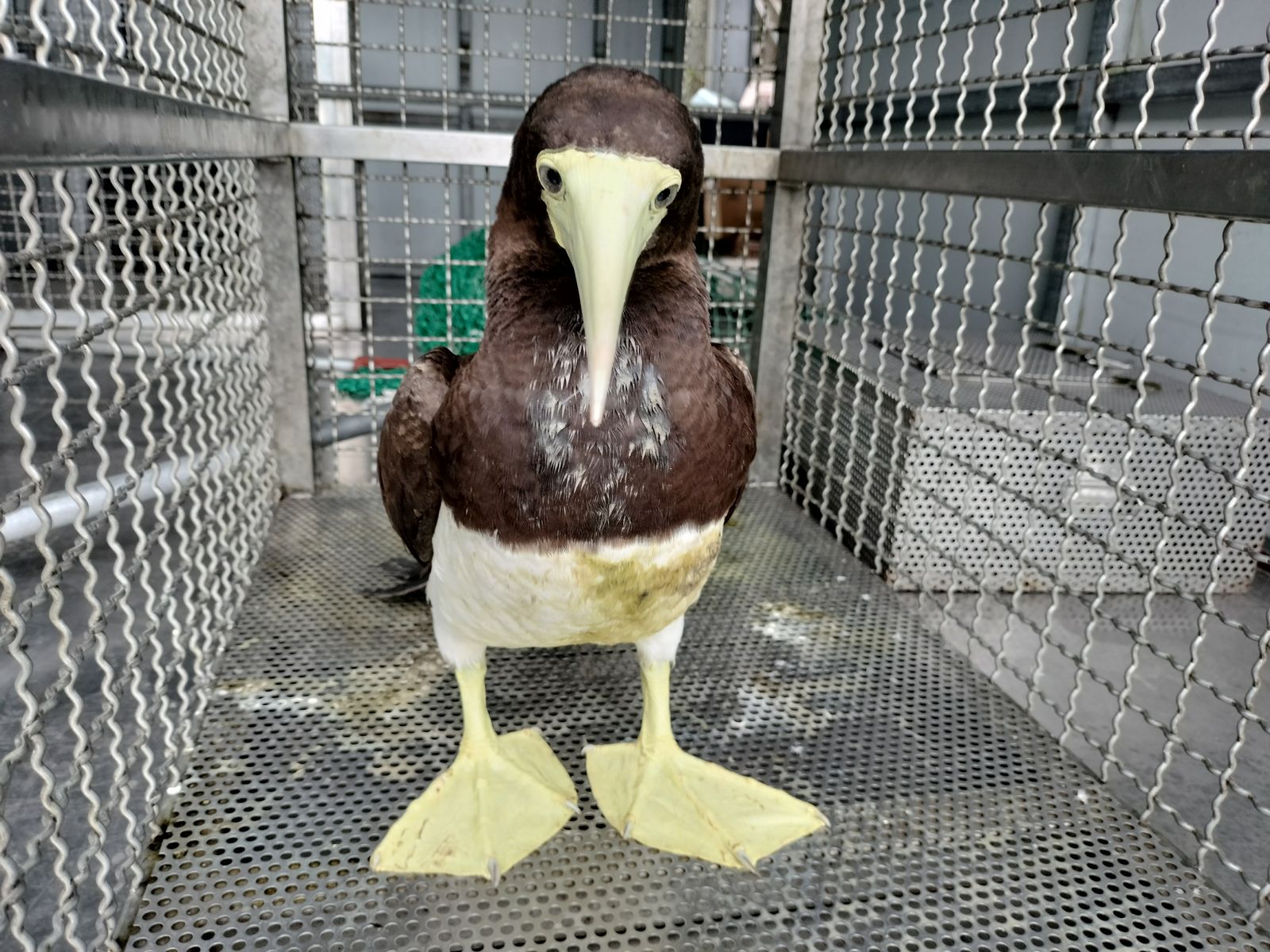 呆萌鳥誤闖操場！颱風來襲插翅難飛　動保處救援送鮮魚大餐