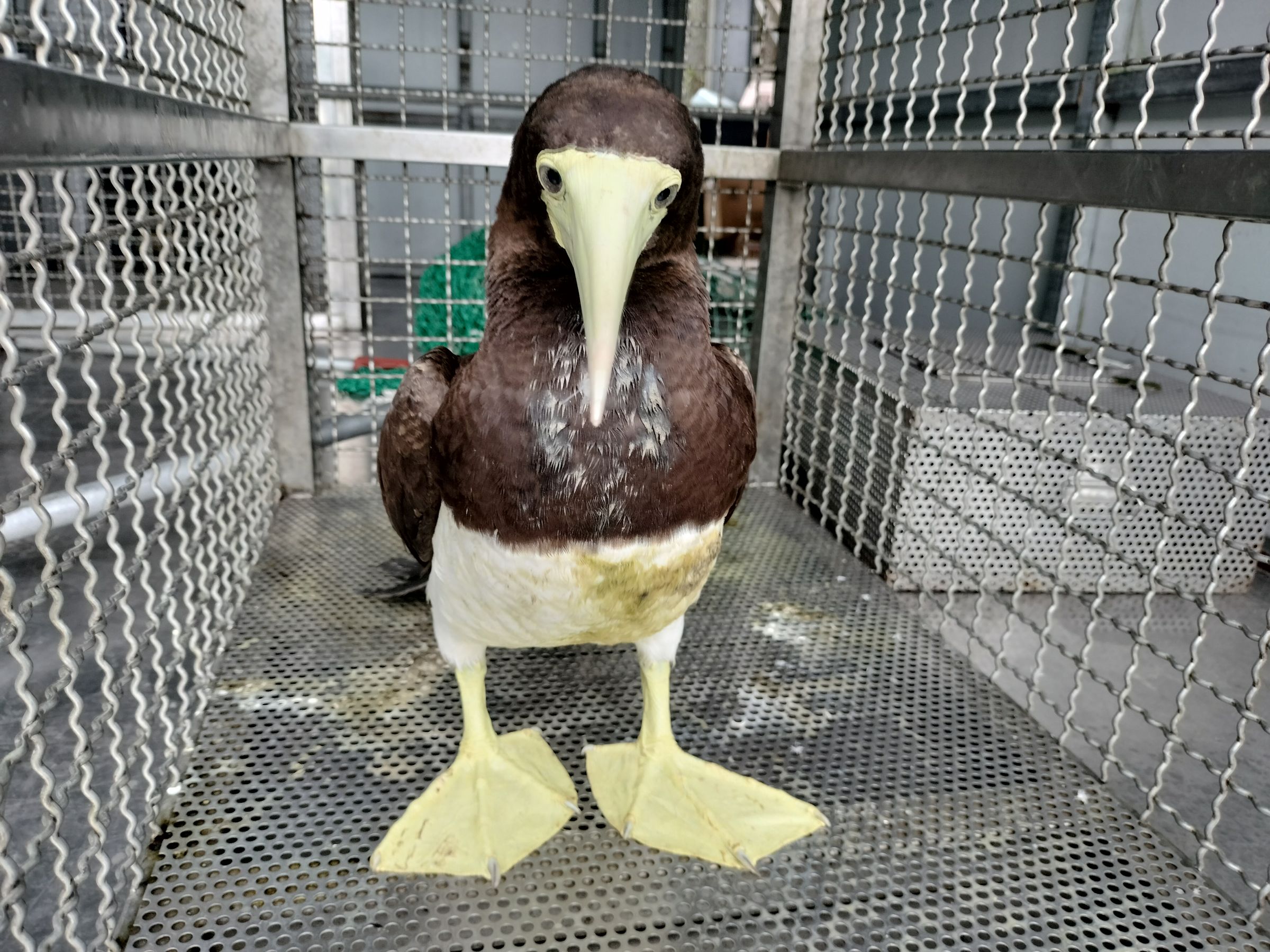 呆萌模樣的白腹鰹鳥外型十分討喜。(新北動保處提供)