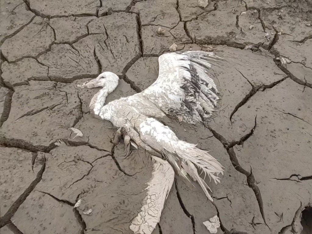 中國江西候鳥毒殺案,包括珍稀的東方白鸛、蒼鷺等鳥類屍體被發現,引發愛鳥人士關注。(翻攝自澎拜新聞)