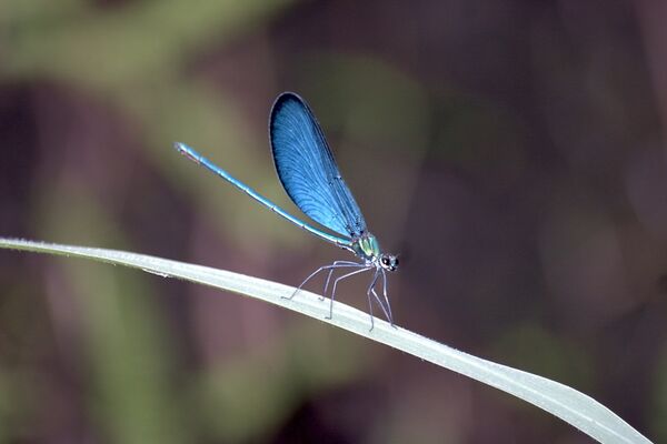 男子在昆蟲館內使用專業工具捕抓蝴蝶，引發園方震怒報警。圖為稀有豆娘（白痣珈蟌）。（台北市立動物園提供）