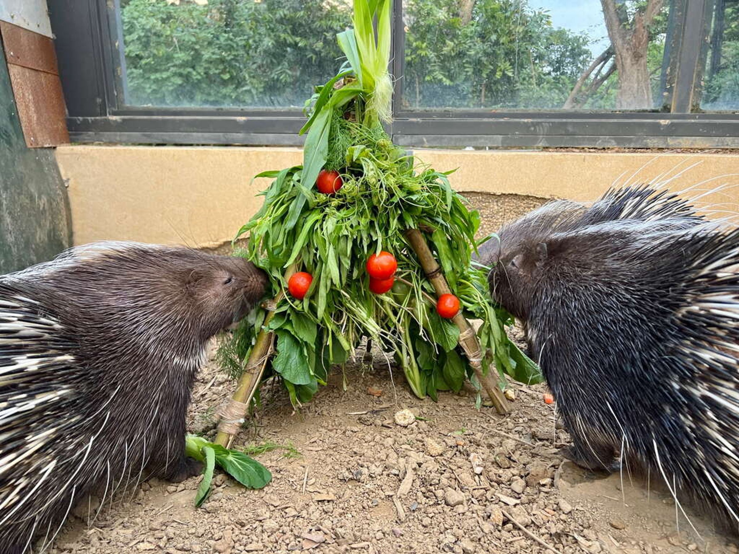 冠豪豬大快朵頤以當季時蔬搭配聖女小番茄的小耶誕樹。(壽山動物園提供)